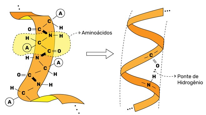 ilustração das interações intermoleculares, com ênfase nas pontes de hidrogênio, entre os aminoácidos das proteínas.