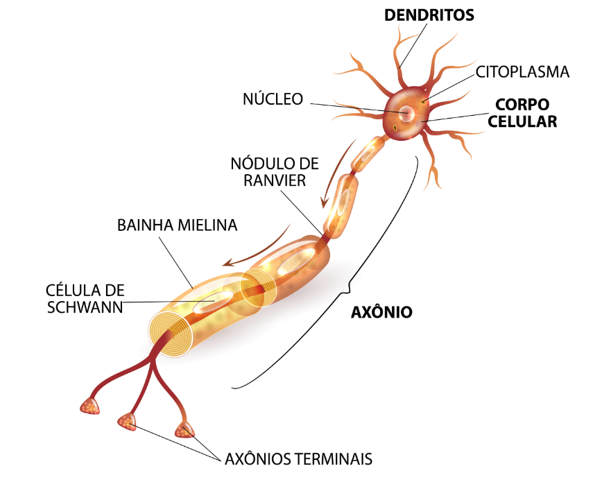 Representação da estrutura do neurônio, estrutura fundamental do sistema nervoso, e suas principais partes.