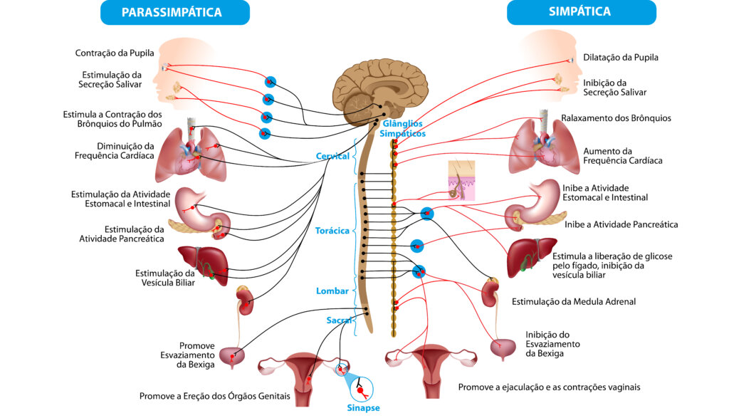 Imagem mostra divisão do sistema nervoso autônomo.