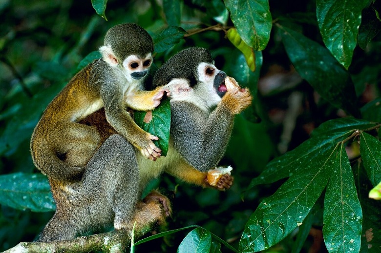 O macaco-esquilo é diurno, arbóreo e vive em grandes grupos na Floresta Amazônica 