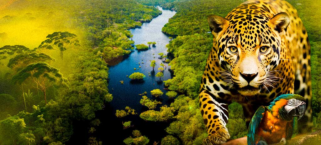 montagem mostrando rios na amazônia e onça pintada