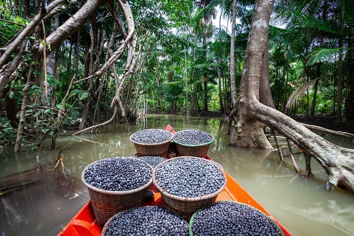 Árvores da Floresta Amazônica em meio aos rios e baldes de cheios de açaí fresco