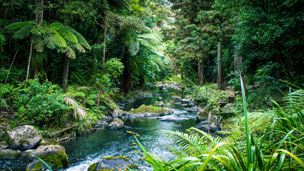 ecossistema floresta tropical