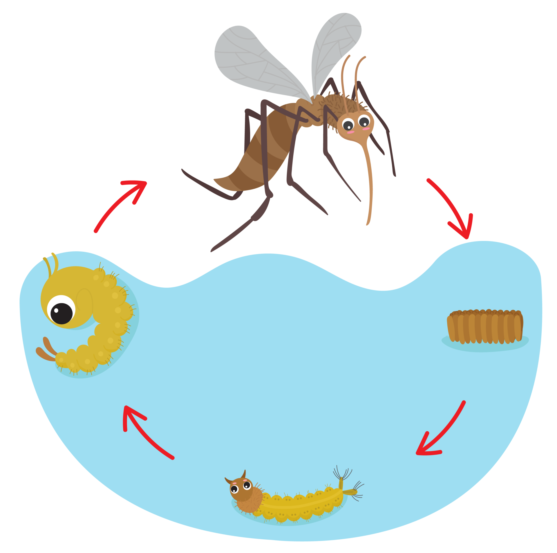 A fêmea do mosquito deposita seus ovos nas bordas dos recipientes com água limpa e parada