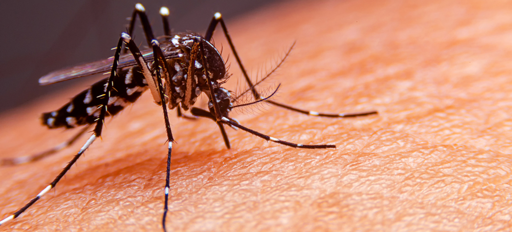 Por que os casos de dengue aumentaram no Brasil?