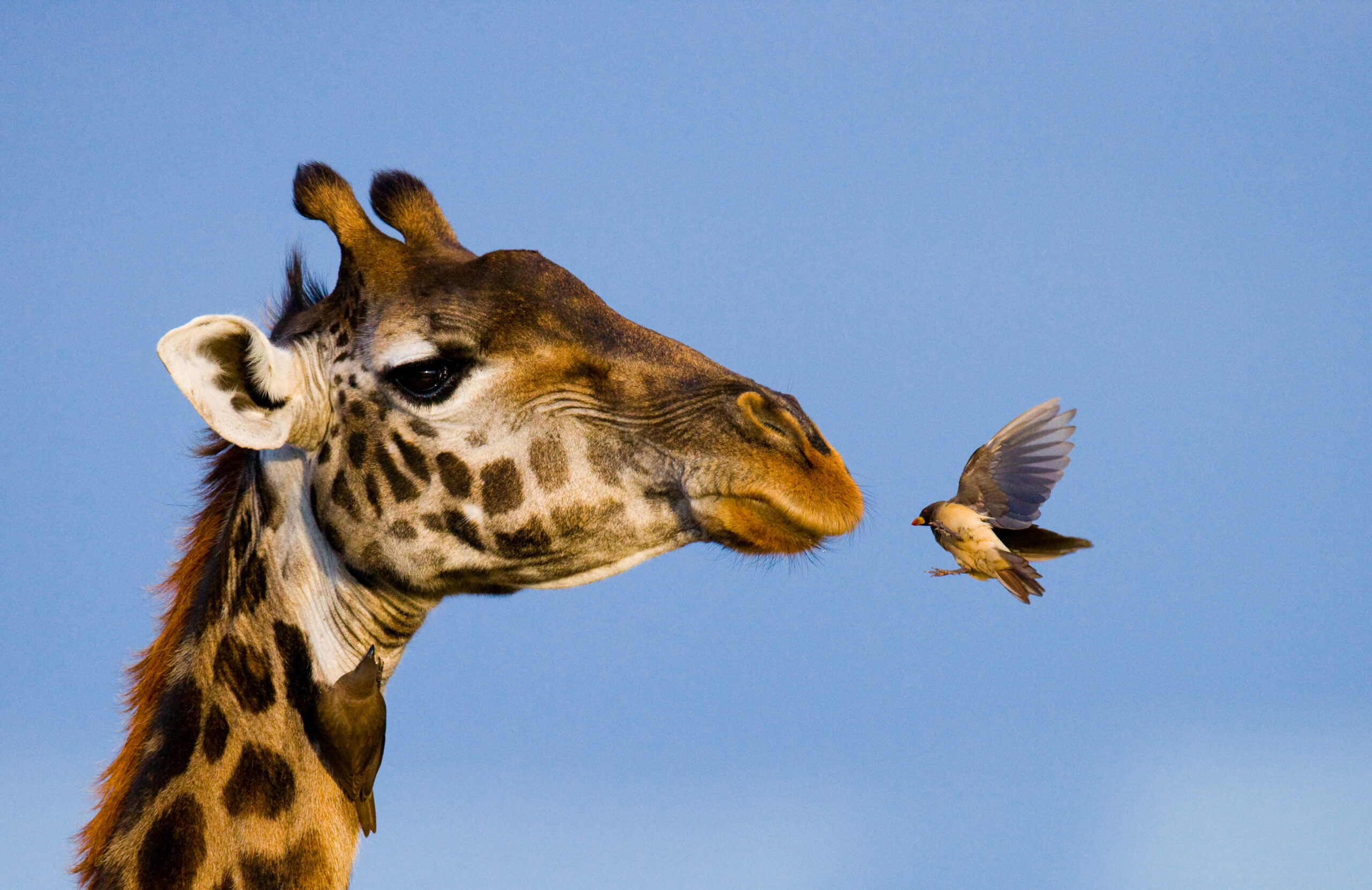Para Darwin, o tamanho do pescoço das girafas e o formato do bico dos pássaros são exemplos de adaptações para viverem no ambiente - teorias da evolução