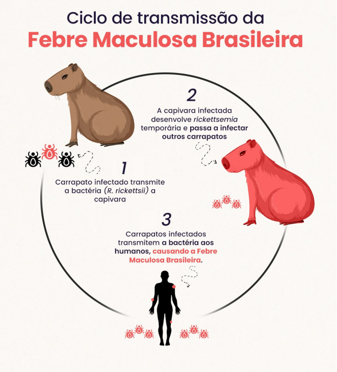 ciclo da febre maculosa