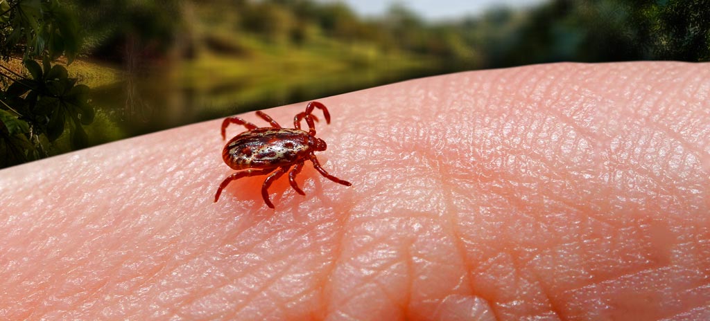 Febre maculosa: o que você precisa entender sobre a doença