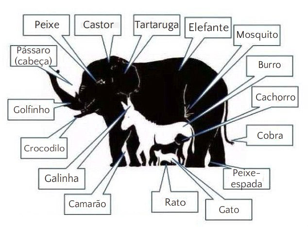 Desafio leitura de imagem - 16 animais