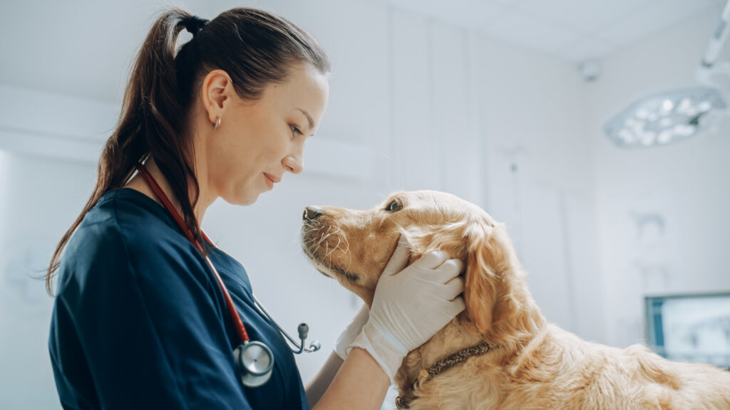 Médica veterinária cuidando de um cachorro na clínica veterinária