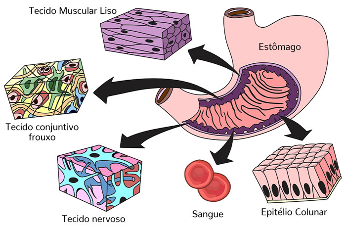 tipos de tecido conjuntivo