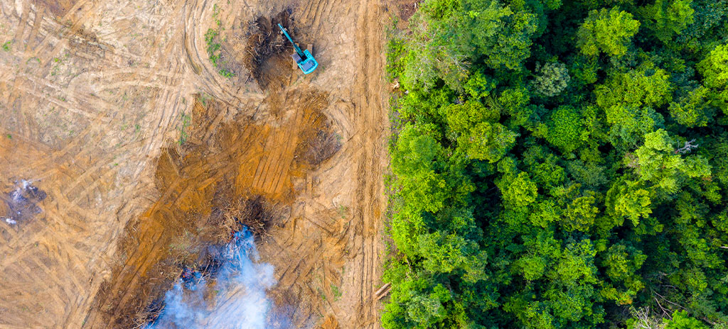 Imagem mostra área com floresta e área desmatada