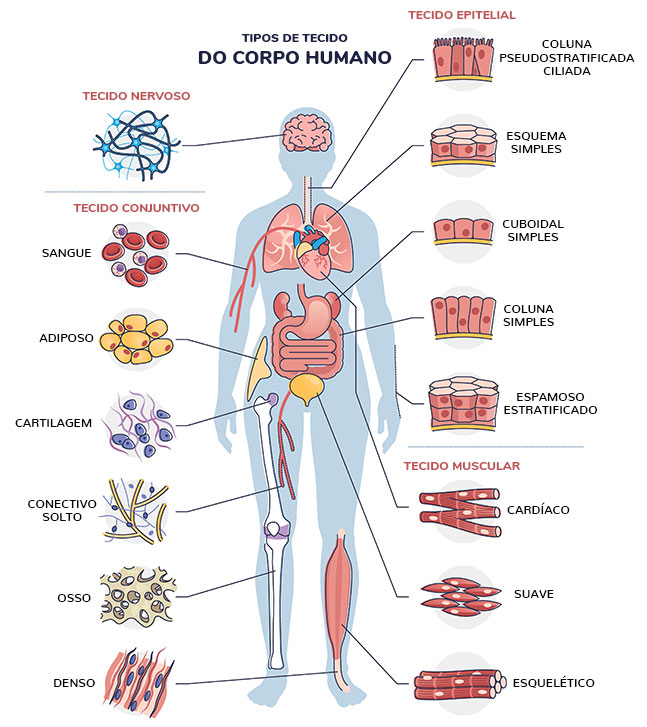 tecidos corpo humano