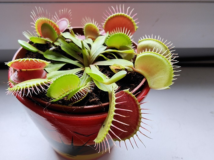 Planta carnívora Dionaea muscipula