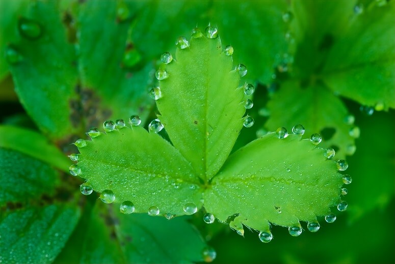 Fisiologia vegetal: pequenas gotas se formam nas bordas da folha