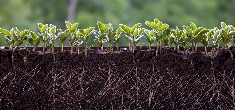 Fisiologia vegetal: raízes captando nutrientes do solo