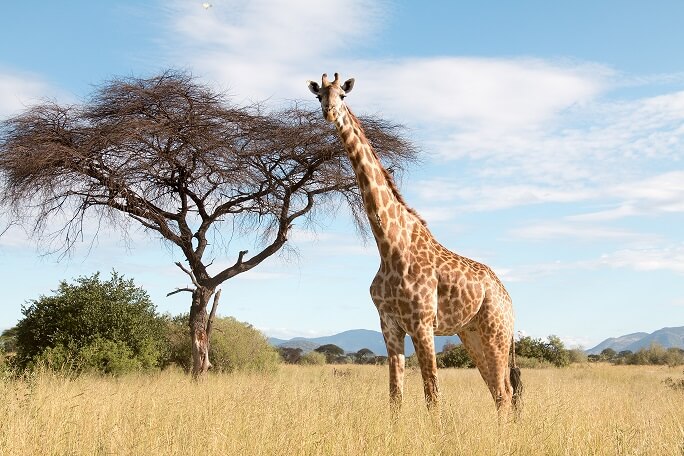Girafas - fluidos - já imaginou o quanto de pressão uma girafa precisa ter para bombear sangue para o cérebro, devida à sua altura