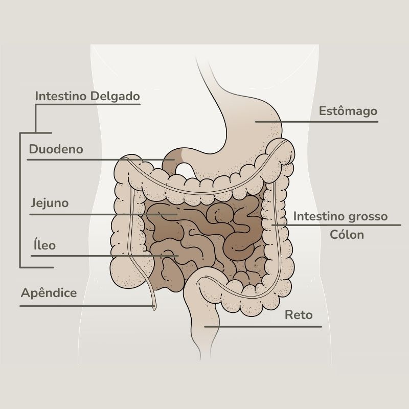 Ilustração do intestino delgado e do intestino grosso no sistema digestivo humano