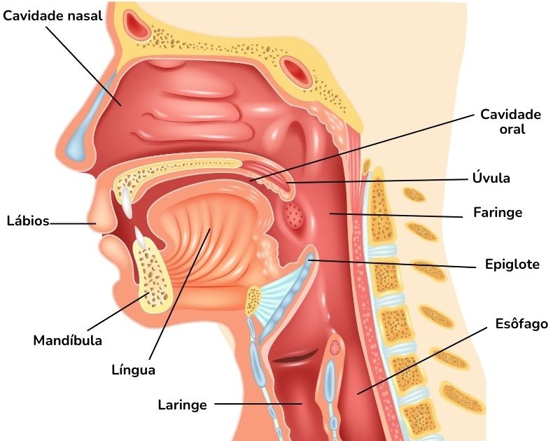 Ilustração da faringe no sistema digestivo humano