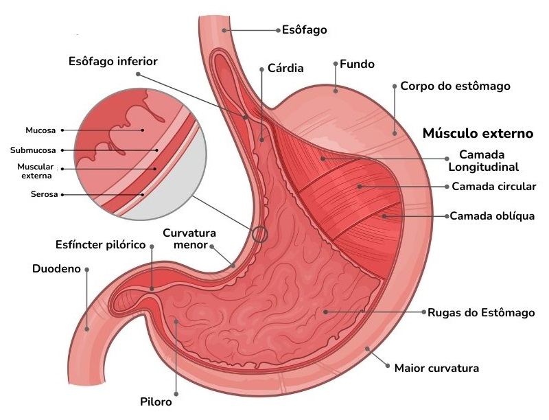 Ilustração do estômago no sistema digestivo humano (Imagem: Adobe Stock)