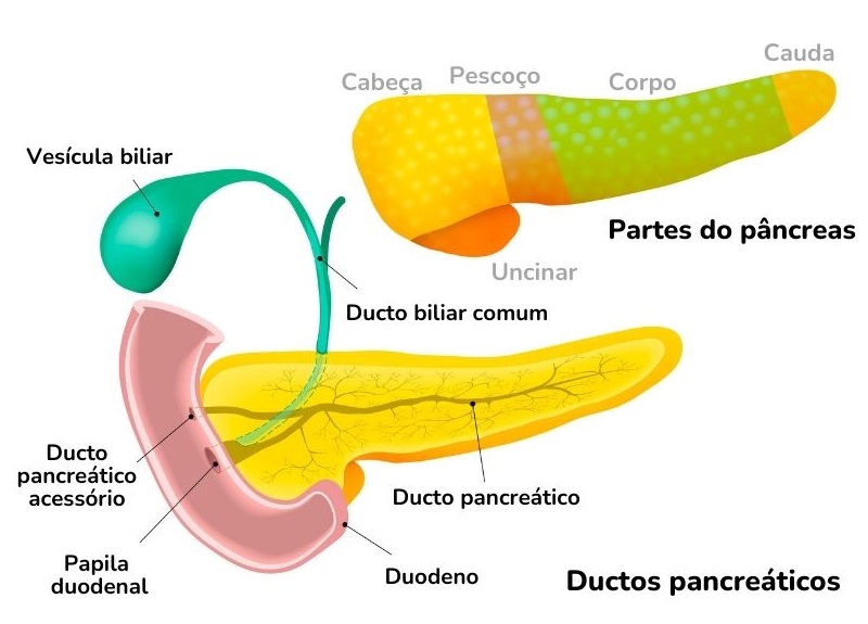 Anatomia do pâncreas