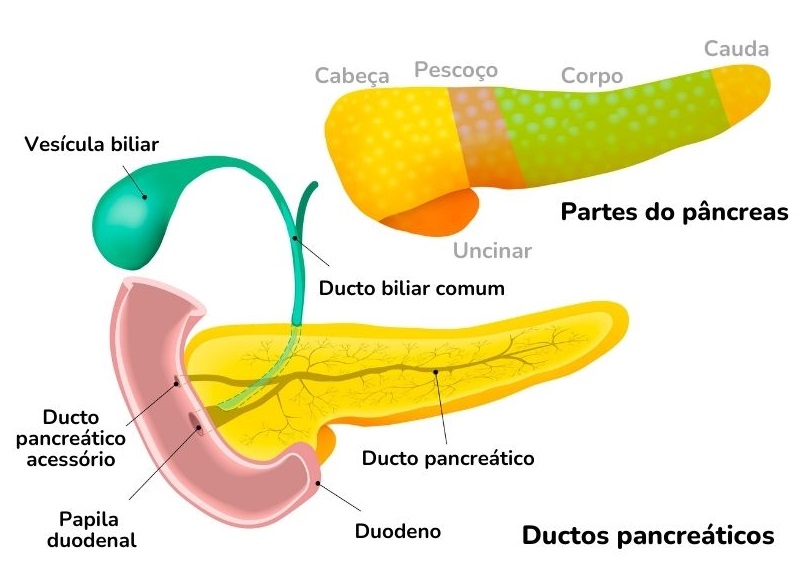 Anatomia do pâncreas 