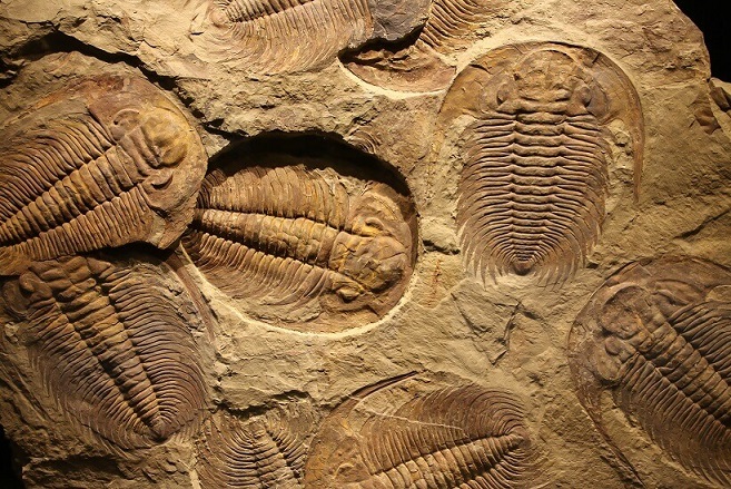 Impressão de trilobites fósseis no sedimento - teorias da evolução
