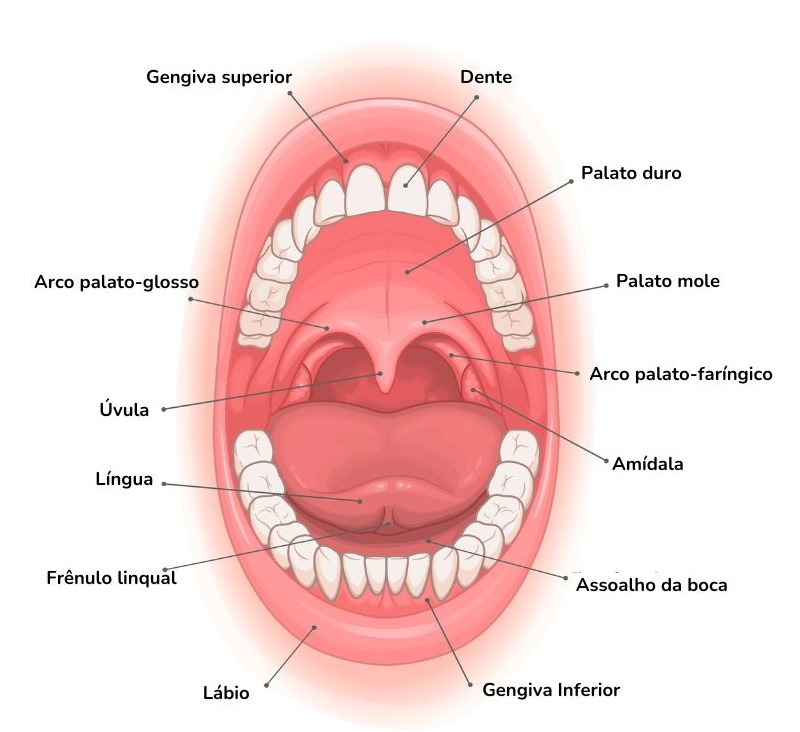 Sistema digestório - Morfologia da boca (Imagem: Adobe Stock)