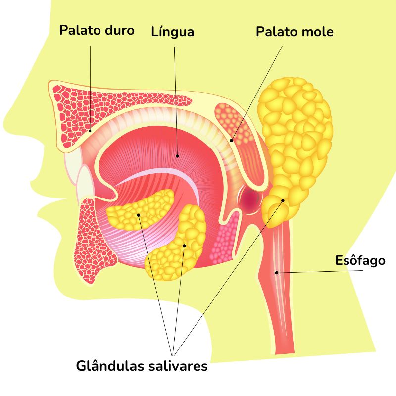 Glândulas salivares no sistema digestório humano