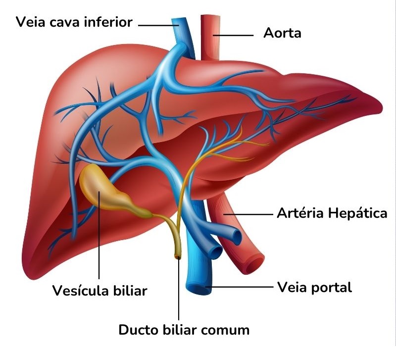 Ilustração mostrando a anatomia do fígado