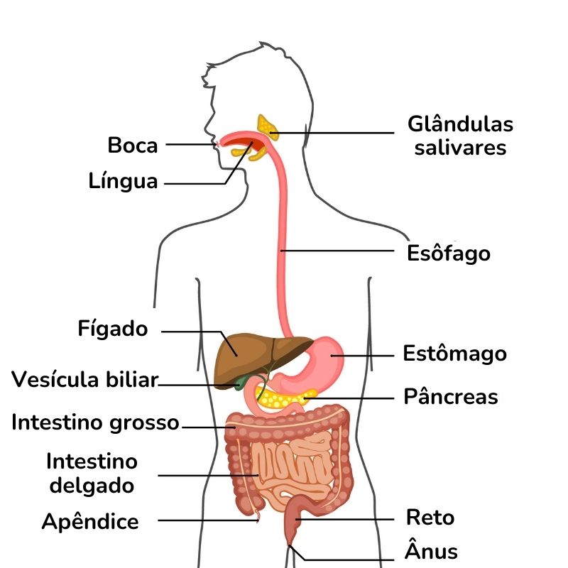 atividades com sistema digestorio - Pesquisa Google