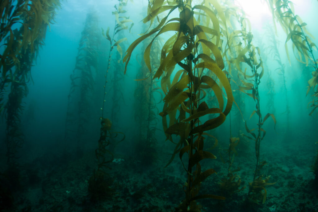 Esta floresta de algas na costa da Califórnia ilustra o boom da vida no oceano