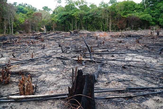 El Niño 2023 - Área florestal destruída por incêndio em Novo Airão, no Amazonas