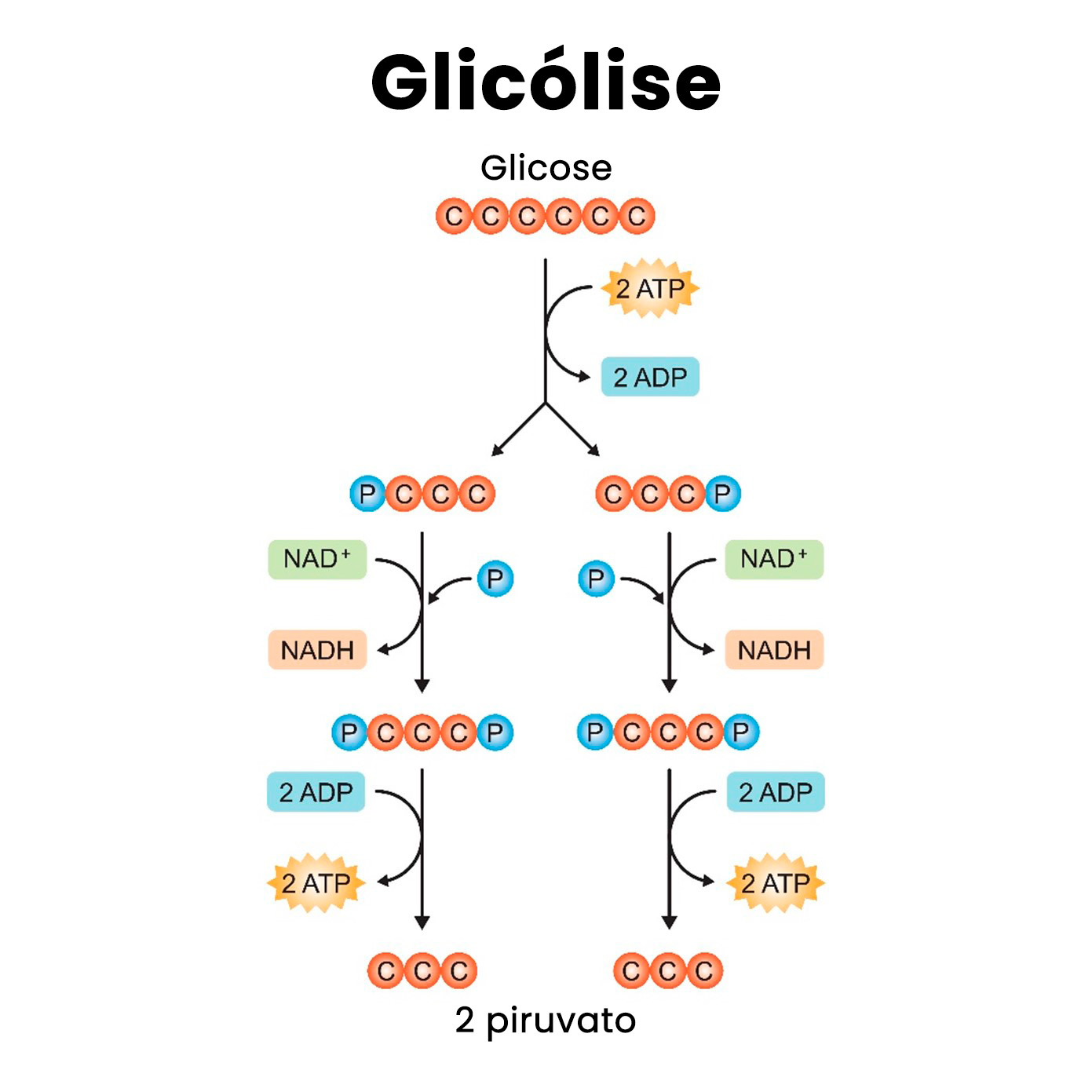 Respiração celular - Glicólise - Transformação da glicose em duas moléculas de piruvato