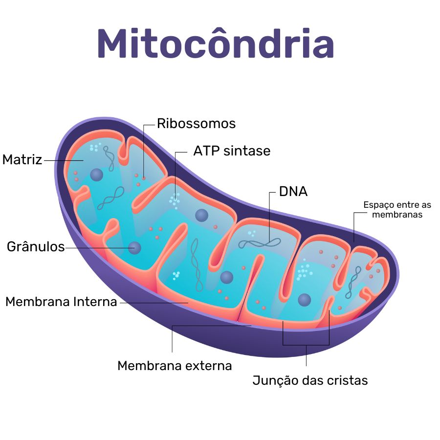 Morfologia das mitocôndrias 