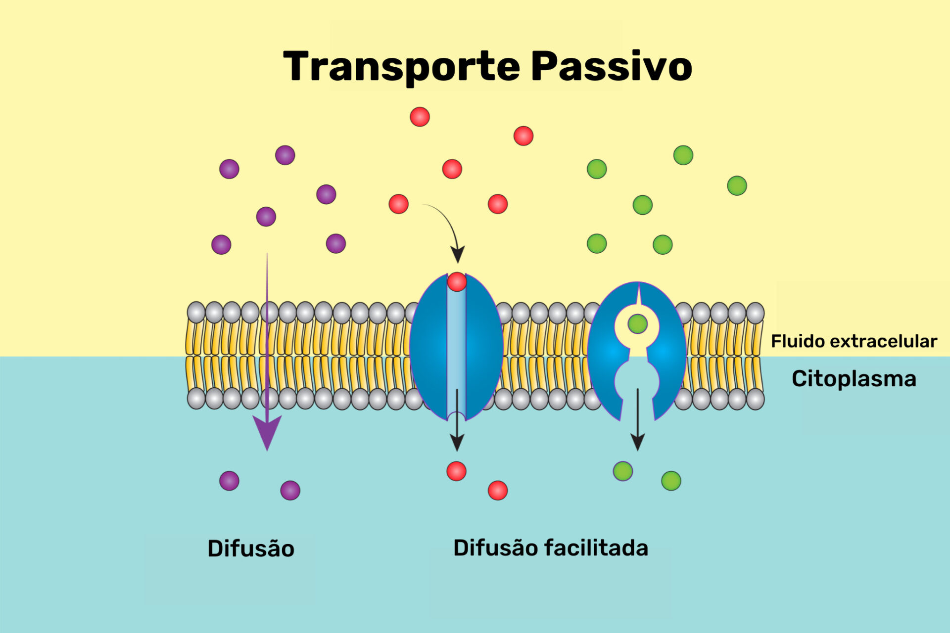 transporte passivo -  membrana plasmática 