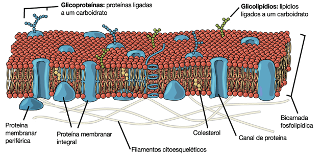 estrutura membrana plasmática