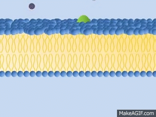 gif mosaico fluido - membrana plasmática