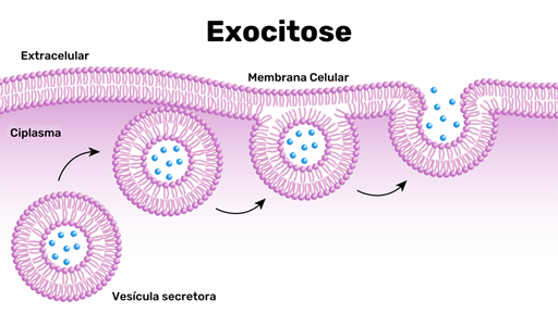 exocitose