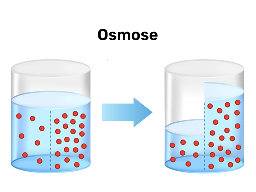 osmose