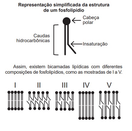 imagem exercício 1 citologia