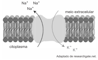 Mecanismo da bomba sódio-potássio Ilustração de citoplasma e meio extracelular. Íons Na mais saindo para meio extracelular e K mais para o meio interior da célula.