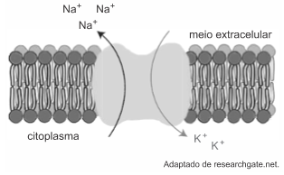 Ilustração de citoplasma e meio extracelular. Íons Na mais saindo para meio extracelular e K mais para o meio interior da célula.