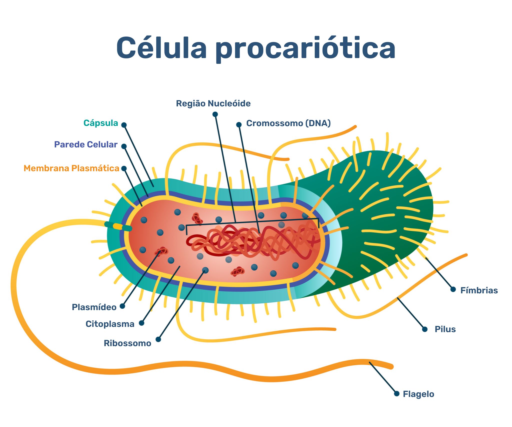 partes de uma célula eucarionte