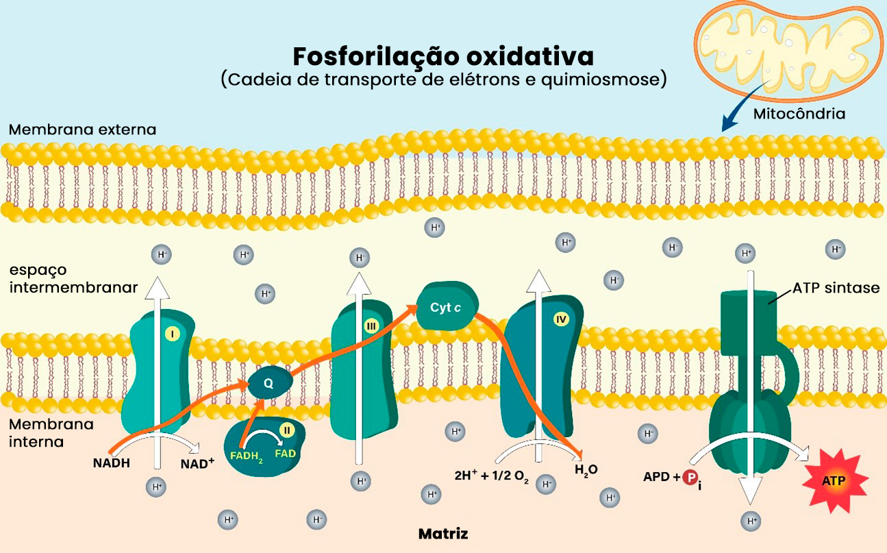 Respiração celular - Representação da cadeia de respiração ou fosforilação oxidativa