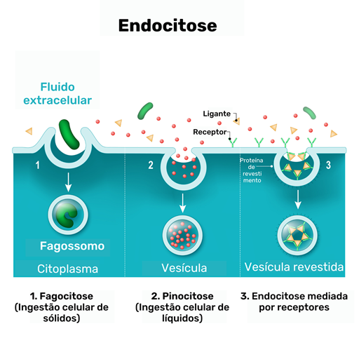 endocitose