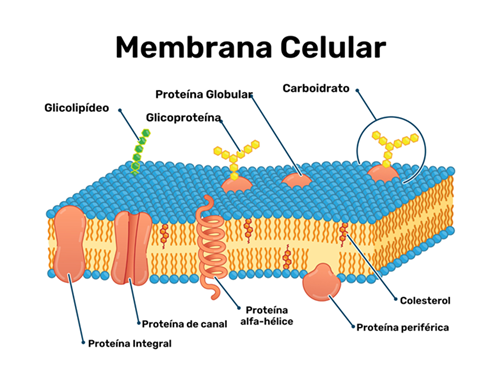 membrana celular 