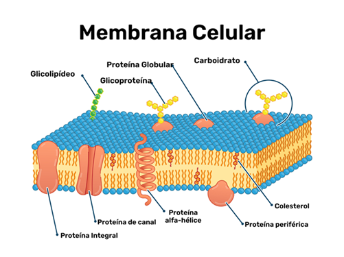 Membrana Plasmática Características Funções E Resumo Completo 9131