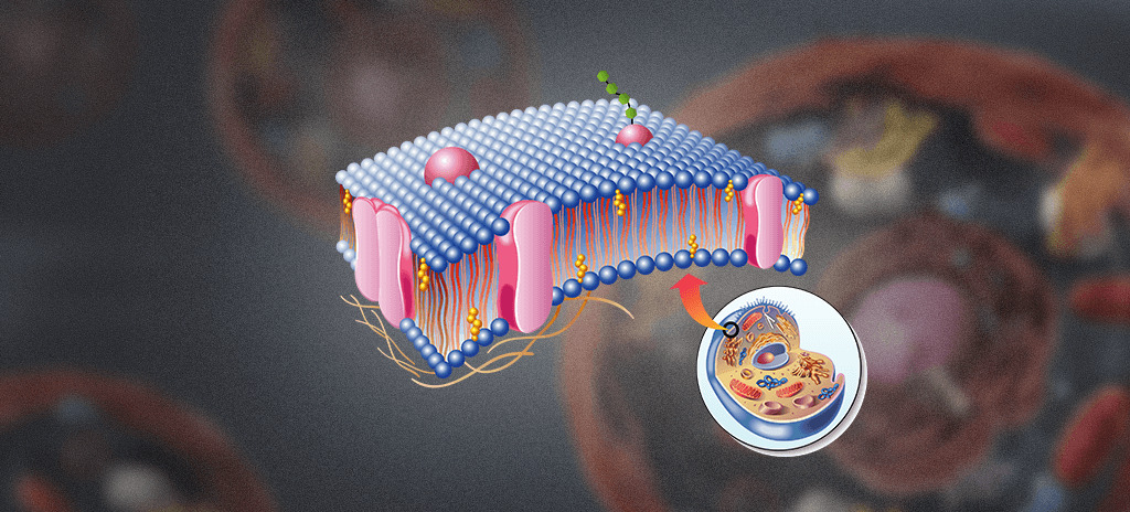 Membrana plasmática: estrutura, composição e funções