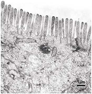 Micrografia eletrônica de uma célula intestinal mostrando a membrana plasmática modificada na forma de microvilosidade